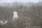Bear standing up in the willows during a storm