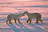 2 bears greeting one another at sunset