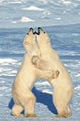 "Polar Bear Waltz" -- two bears sparring on the ice