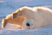 Polar bear rolling and stretching after a nap