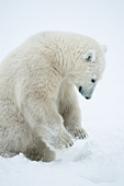 Polar bear cub "pouncing" on the snow