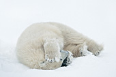 Polar bear cub rolling and playing in the snow