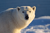 Inquisitive young polar bear