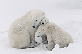 Polar bear family huddled together during a storm