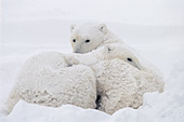 Adolescent bears huddling together in a blizzard