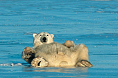 Tired bear resting on the ice