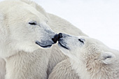 Nuzzling polar bears