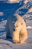 Large male bear walking on the ice
