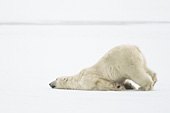 Polar bear sliding on the ice
