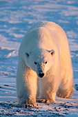 Adult polar bear walking on the ice at sunrise