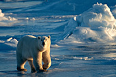 Young polar bear on blue ice