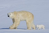 Tiny polar bear cub following its mother