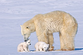 Polar bear mother and twin cubs