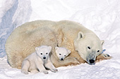 Polar bear mom & twin cubs