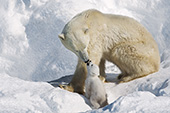 Polar bear mom reassuring her cub