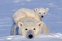 Polar Pillow