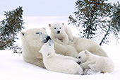 Polar bear mom with triplet cubs