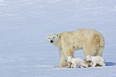 Polar bear mother & twin cubs