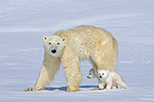Polar bear mother & twin cubs