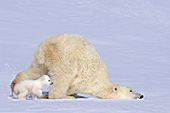 Polar bear mom sliding in snow with her cub