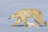 Tiny cub keeping pace with its mother