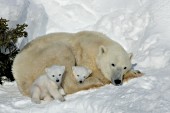 Tiny cubs cuddling up with their mother