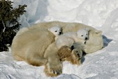 Tiny cubs snuggling & sleeping with their mother