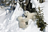 Twin polar bear cubs playing in the snow