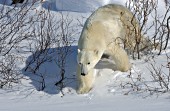 Polar bear walking through willows in the snow