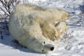 Polar bear sliding in the snow