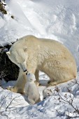 Polar bear mom greeting her cub
