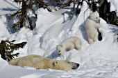 Polar bear mom sleeping while her cubs play