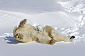 Polar bear & cub rolling in the snow