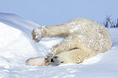 Polar bear rolling in the snow