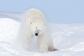 Polar bear shaking off some snow