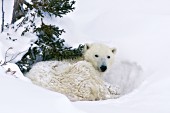Polar bear resting in a day bed