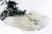 Polar bear snuggling with her cub during a snowstorm