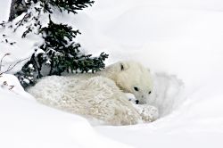 Polar Bears