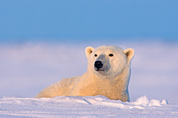 Solitary Bear