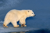 Polar bear cub walking on ice