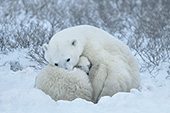 Mother & cub snuggling together during a snowstorm