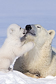 Tiny polar bear cub nuzzling its mother