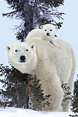 Polar bear cub hitching a ride on its mother's back