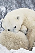 Polar bear mom & cub snuggling together