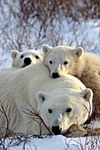 Polar bear cubs resting on mom's back