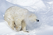 Polar bear shaking snow off itself