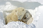 Polar bear mom & cub in a day den of snow
