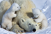 Polar bear cubs climbing on their mom