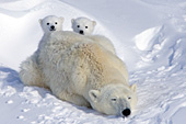 Shy polar bear cubs hiding behind their mom