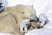 Polar bear mom with small cubs